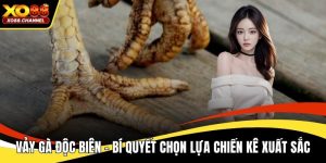 Vảy gà độc biên