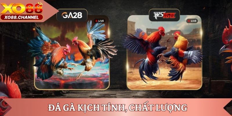 Đá gà kịch tính, chất lượng